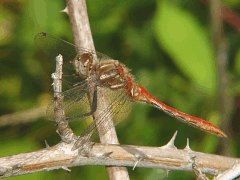 Sympetrum pallipes side view