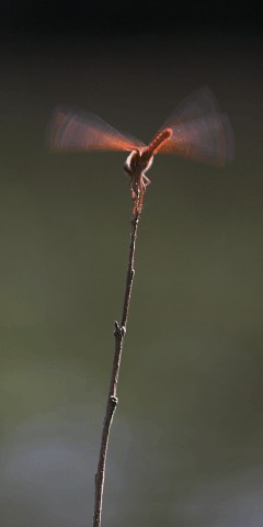 Cardinal Meadowhawk Male