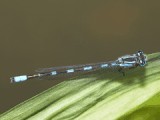 Damselflies