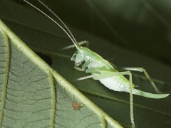 Tettigoniidae sp01 back view