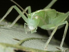 Tettigoniidae sp01 front view