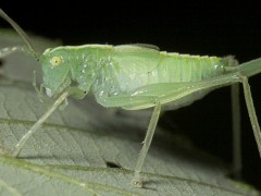 Tettigoniidae sp01 side view