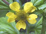 Geum macrophyllum flower