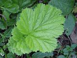 Geum macrophyllum leaf detail
